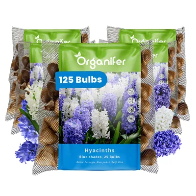 Obrázok produktu pre 125 cibuliek hyacintu - odtiene modrej (veľkosť XXL 16/17 cm) - Organifer