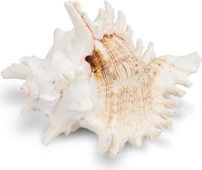 Produktbild von Murex ramosus Schneckenhaus groß 15–23cm Deko Muschel maritime Deko Natur, Größe:15-18cm