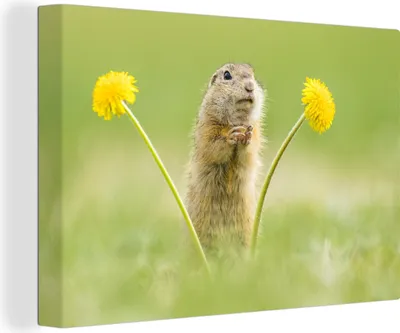 Produktbild von OneMillionCanvasses® - Leinwandbilder - 140x90 cm, Eichhörnchen im Gras, Wandbilder Kunstdruck Wanddekoration - Foto auf Leinwand - Gemälde auf Holzrahmen