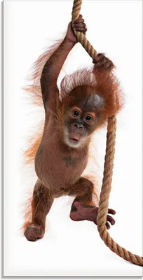 Produktbild von ARTland Glasbild Baby Orang Utan hängt am Seil I Größe: 30x60 cm