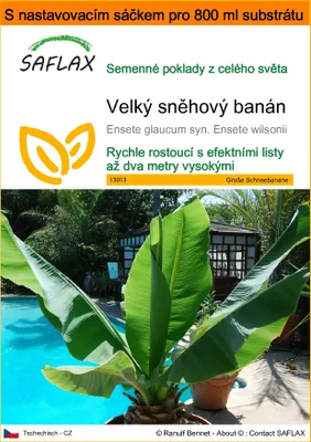 Obrázek produktu pro SAFLAX Garden in the bag - Velký sněhový banán - Ensete glaucum syn. Ensete wilsonii - 10 Semena - S pěstebním substrátem v praktickém samovztyčovacím sáčku