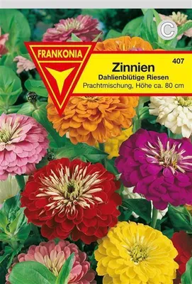 Produktbild von Zinnien dahlienblütige Mischung