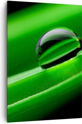 Produktbild von Bild auf Leinwand - Leinwandbild - Einteilig - Pflanze Tropfen Wasser Blase - 70x100cm - Wand Bild - Wanddeko - Wandbilder - Leinwanddruck - Wanddekoration - Leinwand bilder - Wandbild - PA70x100-2352