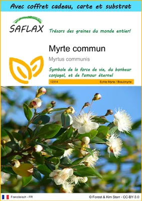 Image de SAFLAX Ensemble-cadeau - Myrte commun - 30 graines - Myrtus