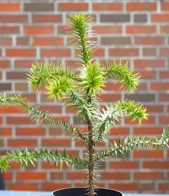 Obrázek produktu pro Jedle chilská Jedle andská Araucaria - Araucana 20 - 30 cm