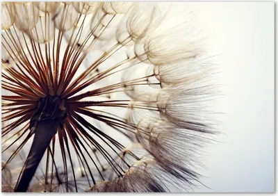 Produktbild von Tulup® Glas-Bild - 100 x 70 - Wandbild aus Glas - Wandkunst - Wandbild hinter gehärtetem Sicherheitsglas - Blumen & Pflanzen - Pusteblume - Weiß