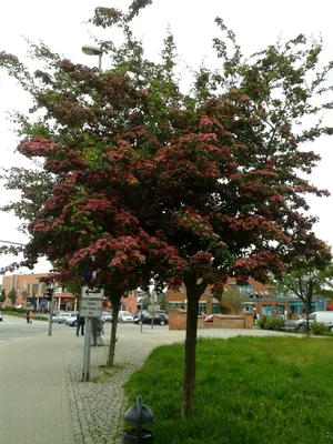 Produktbild von Crataegus laevigata "Paul's Scarlet"- Hochstamm, Rotdorn, Gesamthöhe: 240-250 cm
