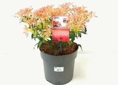 Immagine prodotto di Pieris hybr. 'Forest Flame' - Lavanda Giapponese Heath 30-40 cm - Contenitore