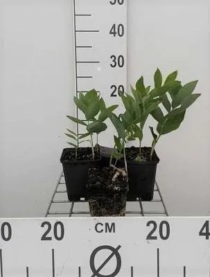 Zdjęcie produktu dla 6 x Polygonatum multiflorum - pieczęć Salomona - doniczka 9 x 9 cm