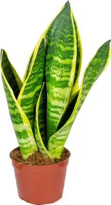 Image de Bloomique - Sansevieria 'Superba' par unité - Plante d’intérieur - Hauteur 20-30 cm - Pot 9 cm