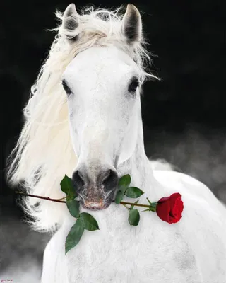Produktbild von Pferde Mini-Poster Lipizzaner mit Rose