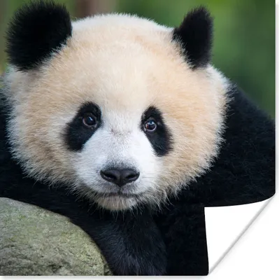 Produktbild von MuchoWow® Poster Panda - Wildtiere - Porträt - Stein 100x100 cm - Babyzimmer