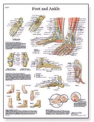 Anatomie-Poster Fuß und Fußgelenke, 50x67 cm, Papier