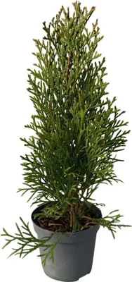 Immagine prodotto di Albero della vita (Thuja occidentalis Smaragd) - Pianta da siepe sempreverde