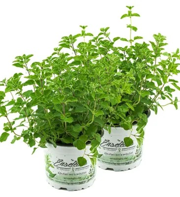 Produktbild von Enseleits 2er Set Oregano, frische Küchenkräuter Pflanze