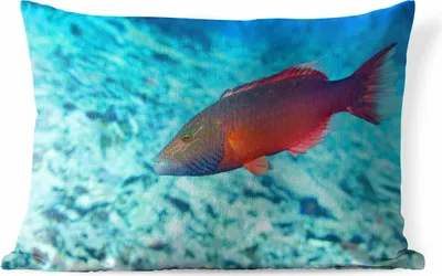 Produktbild von MuchoWow® Outdoor Kissen - Fische - Tropisch - Rot - 60x40 cm - Wetterfest - Lounge Kissen - Zierkissen - Kissen für Innenräume