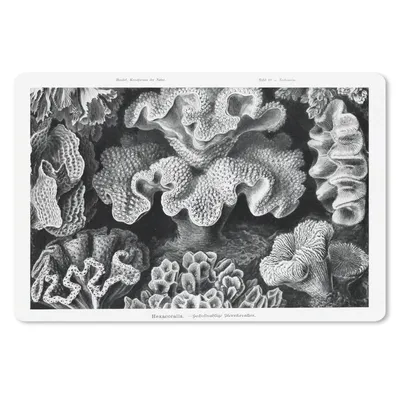 Produktbild von MuchoWow® Mauspad Mousepad Kunst - Koralle - Ernst Haeckel - Alte Meister - Natur 27x18 cm - Mousepads - Maus Mat - Pad - Mausunterlage - Büroartikel - Desk Matten