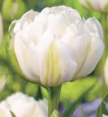Produktbild von Tulpe ´MOUNT TACOMA´ Packungsinhalt 5 St.