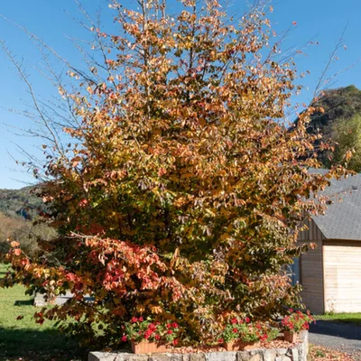 A tree with autumn foliage in front of a building.