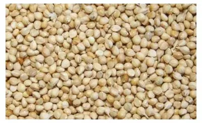 Productafbeelding van Deli Nature Millet Wit 20KG
