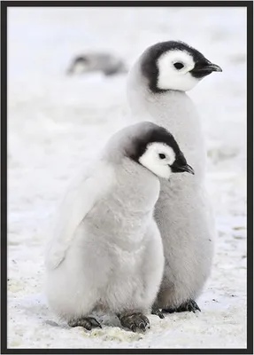 Image de Image Poster dans un cadre 43x33 cm Pingouins P688