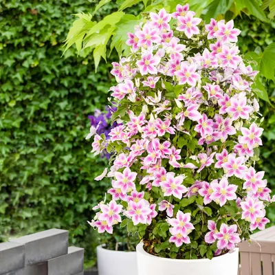 Produktbild von Bakker.com - Clematis 'Piilu', Der topf / Ø 9cm / Lieferhöhe 20-25cm