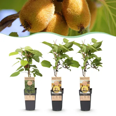Zdjęcie produktu dla Actinidia Weiki & Golden Kiwi - Roślina Kiwi - 1 Samiec - 2 Samice - Rośliny - Żółty - 40-50cm - Ø15cm - Roślina ogrodowa - Warzywa i owoce