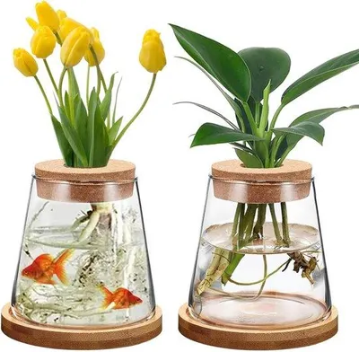 Produktbild von Famanu Hydrokultur Pflanzvasen - Glasvase mit Fuß und Kork - Transparente Vase für Hydrokultur - 2 Stück