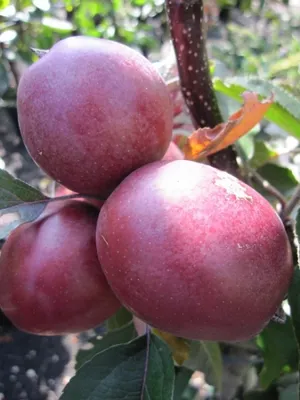 Produktbild von Malus domestica Redlane - Säulenapfelbaum Redlane 80-100cm - rosarotes Fruchtfleisch