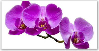 Produktbild von Glasbilder 120x60 Wandbild Druck auf Glas Blumen Pflanzen