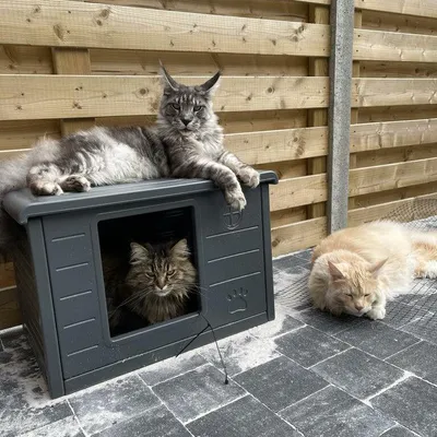 Image de Maison d'intérieur et d'extérieur pour chats Villa de Luxe (Dark grey))