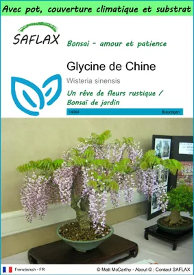 Image de SAFLAX Garden to go - Glycine de Chine - 4 graines - Wisteria