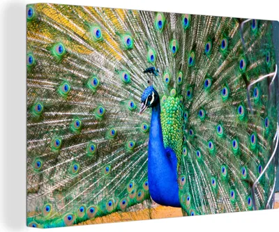 Produktbild von OneMillionCanvasses® - Leinwandbilder - 150x100 cm, Pfauenfedern - Blau - Grün, Wandbilder Kunstdruck Wanddekoration