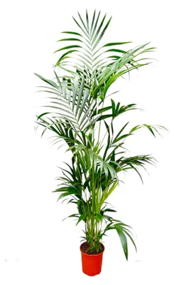 Produktbild von Kentia Palme - 180-200cm - Ø24-30cm - Zimmerpflanze - Immergrün