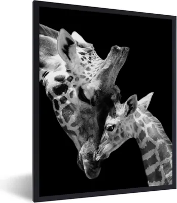 Produktbild von MuchoWow® Gerahmtes Poster Giraffe - Wildtiere - Porträt - Schwarz-Weiß 60x80 cm - Poster mit Schwarzem Bilderrahmen Wandposter Rahmen Foto Bilder - Premium - Wanddeko Wohnzimmer