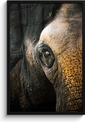 Produktbild von MuchoWow® MuchoWow® Gerahmtes Poster Elefant - Nahaufnahme - Tiere - Natur 60x90 cm - Poster mit zchwarzem Bilderrahmen - Kunst