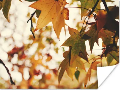 Produktbild von MuchoWow® Poster Natur - Herbstlaub - Rustikal 160x120 cm - Foto Plakat