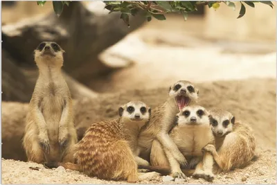 Produktbild von Wallario Wandbild Niedliche  Erdmännchen  kuscheln  im  Sand, Größe: 61 x 91,5 cm, Poster mit rahmenlosen Bildhalter