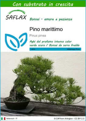 Immagine prodotto di SAFLAX  - Pino marittimo - 6 semi - Con substrato - Pinus