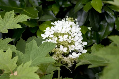 Produktbild von Hydrangea quercifolia, Eichenblatthortensie, 80–100 cm, weiß