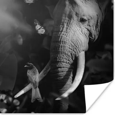 Produktbild von MuchoWow® Poster Vogel - Elefant - Dschungel - Schwarz - Weiß 100x100 cm - Babyzimmer