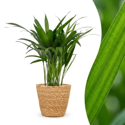 Produktbild von Green boutiQ - Areca Lutescens - Goldfruchtpalme - 1 Pflanze - mit Korb - Topf 12cm - Höhe - 45cm