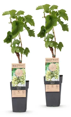 Image de Green boutiQ - Arbre fruitier - Vitis vinifera Bianca - Vigne - Greffée - Cépage blanc - 2 plants - Pot de 15 cm - Hauteur 50 cm