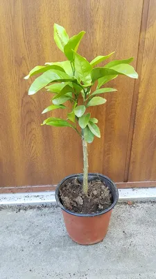 Image de Citrus Unshui greffé sur Poncirus trifoliata / Mandarinier Satsuma Unshui
