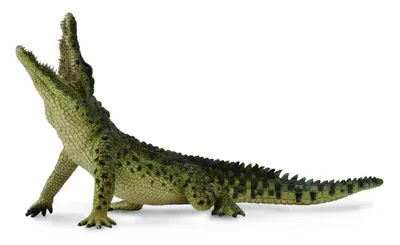Image de Crocodile du Nil