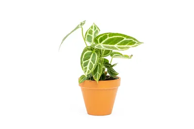 Obrázek produktu pro Gardners Anthurium Crystallinum, průměr 12 cm
