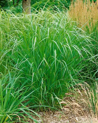 Produktbild von Panicum virgatum 'Warrior', Rutenhirse, grün, 3-5 Liter Container
