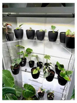 Produktbild von Acryl Einlegeboden für Milsbo U Brett Pflanzenvitrine