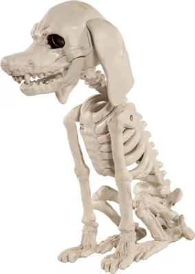 Produktbild von Pudel Hundeskelett als Halloween Dekoration 25 cm