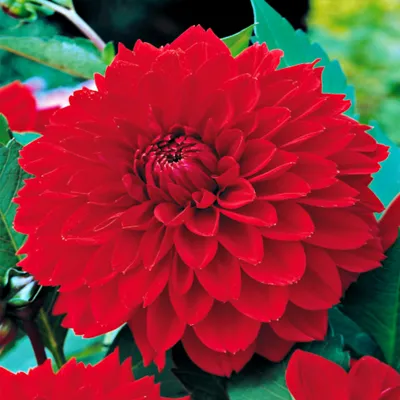 Obrázek produktu pro Dahlia Dekoracyjna Red Červená 1 ks Dahlia sazenice sazenice velké hlízy